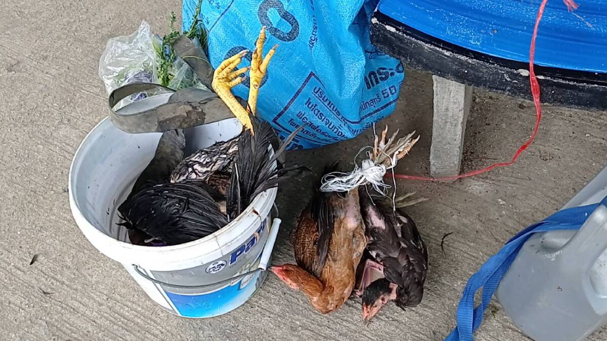 สุดทน แจ้งจับน้องชายขโมยแม่พันธุ์ไก่ชน ตำรวจรวบตัวได้ทันควัน