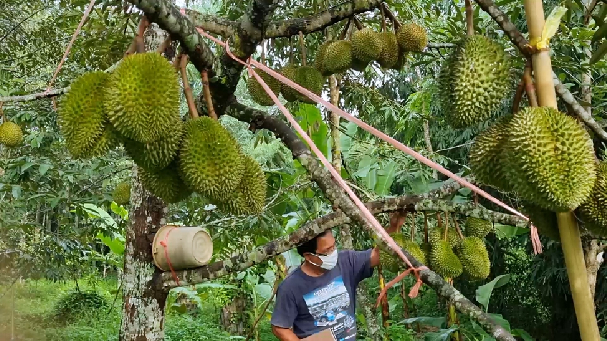 เกษตรกรหัวใส เปิดเพลงสวนทุเรียนไล่กระรอก ตามภูมิปัญญา