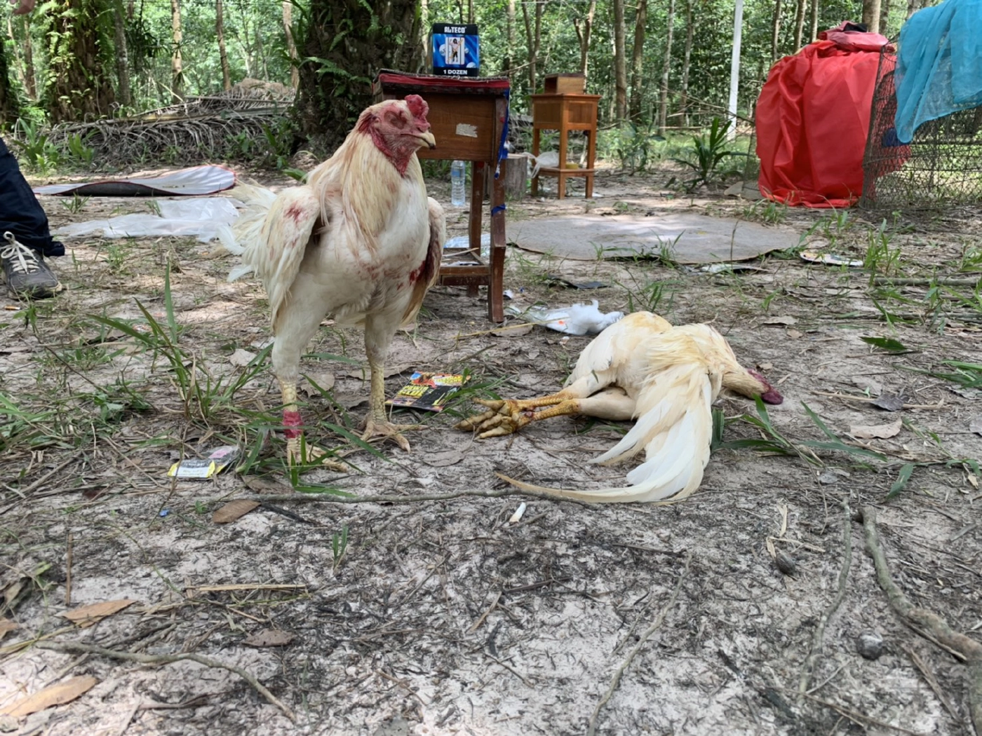 ทะลายบ่อนไก่ชนกลางสวนปาล์ม นักพนันกระเจิงทิ้งซากไก่ดูต่างหน้า