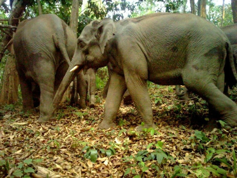 อช.เผยภาพเสือดำหวนกลับมาผืนป่ากาญจนบุรี