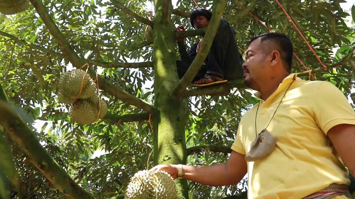 ผู้ใหญ่บ้านตั้งรางวัลนำจับพวกตัดทุเรียนอ่อน พร้อมแนะวิธีสังเกต