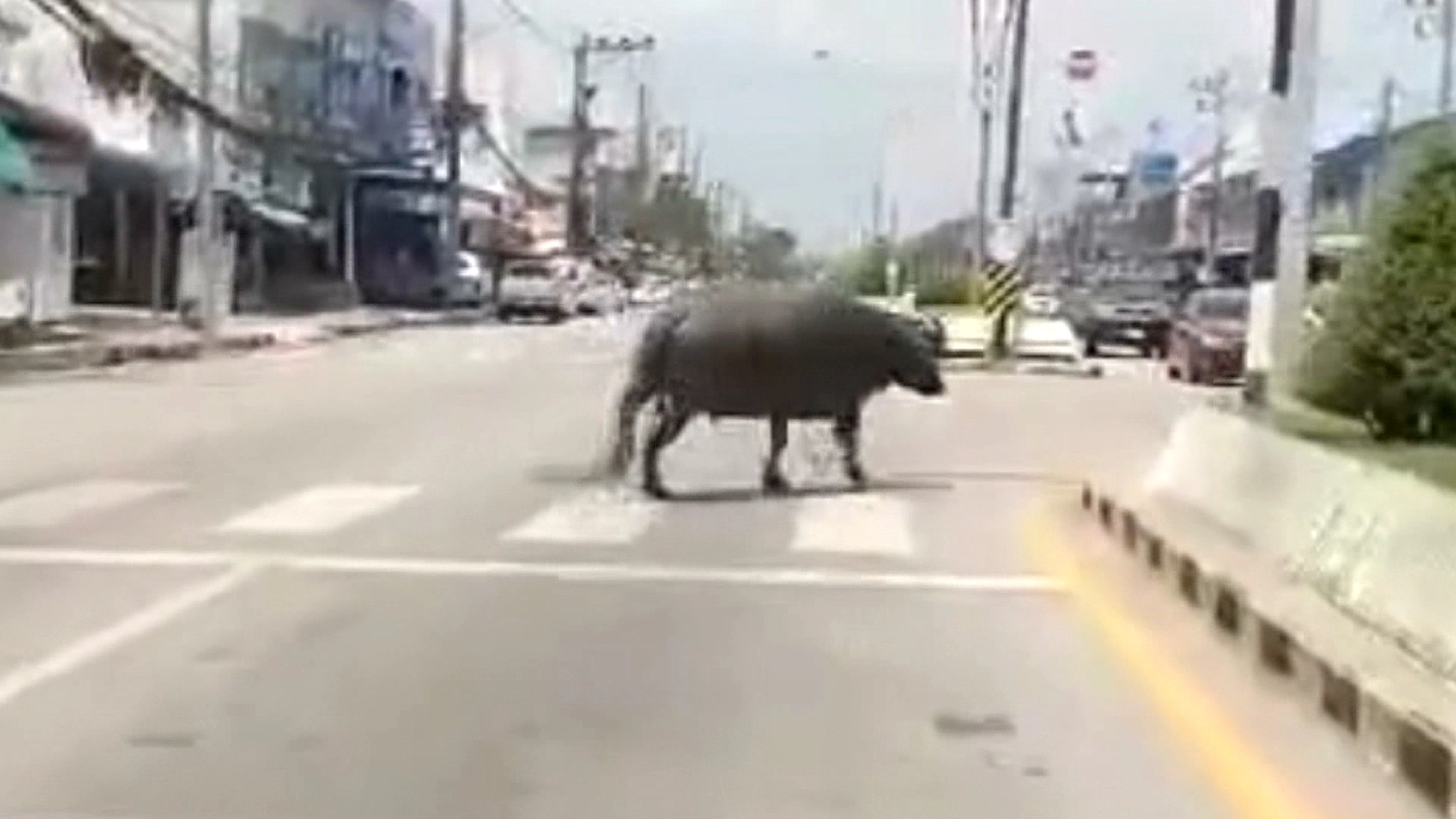 หนีกันจ้าละหวั่น!! ควายหลุดไล่ขวิดคนกลางสี่แยกเมืองนราธิวาส