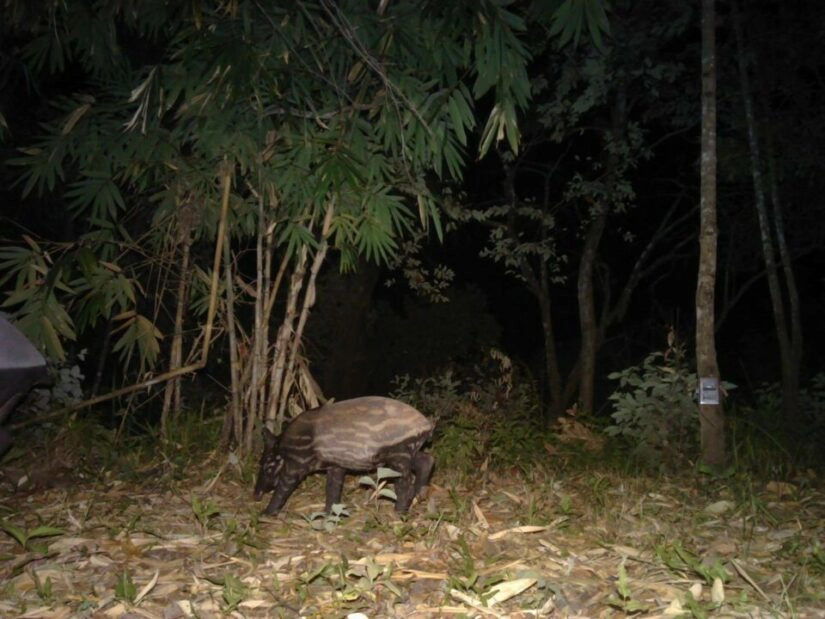 อช.เผยภาพเสือดำหวนกลับมาผืนป่ากาญจนบุรี