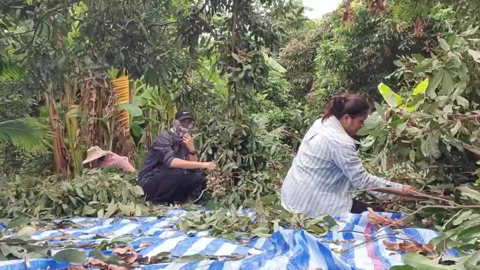ชาวสวนลำไยเร่งเก็บผลผลิต-หวั่นพิษโควิด19ทำราคาร่วง