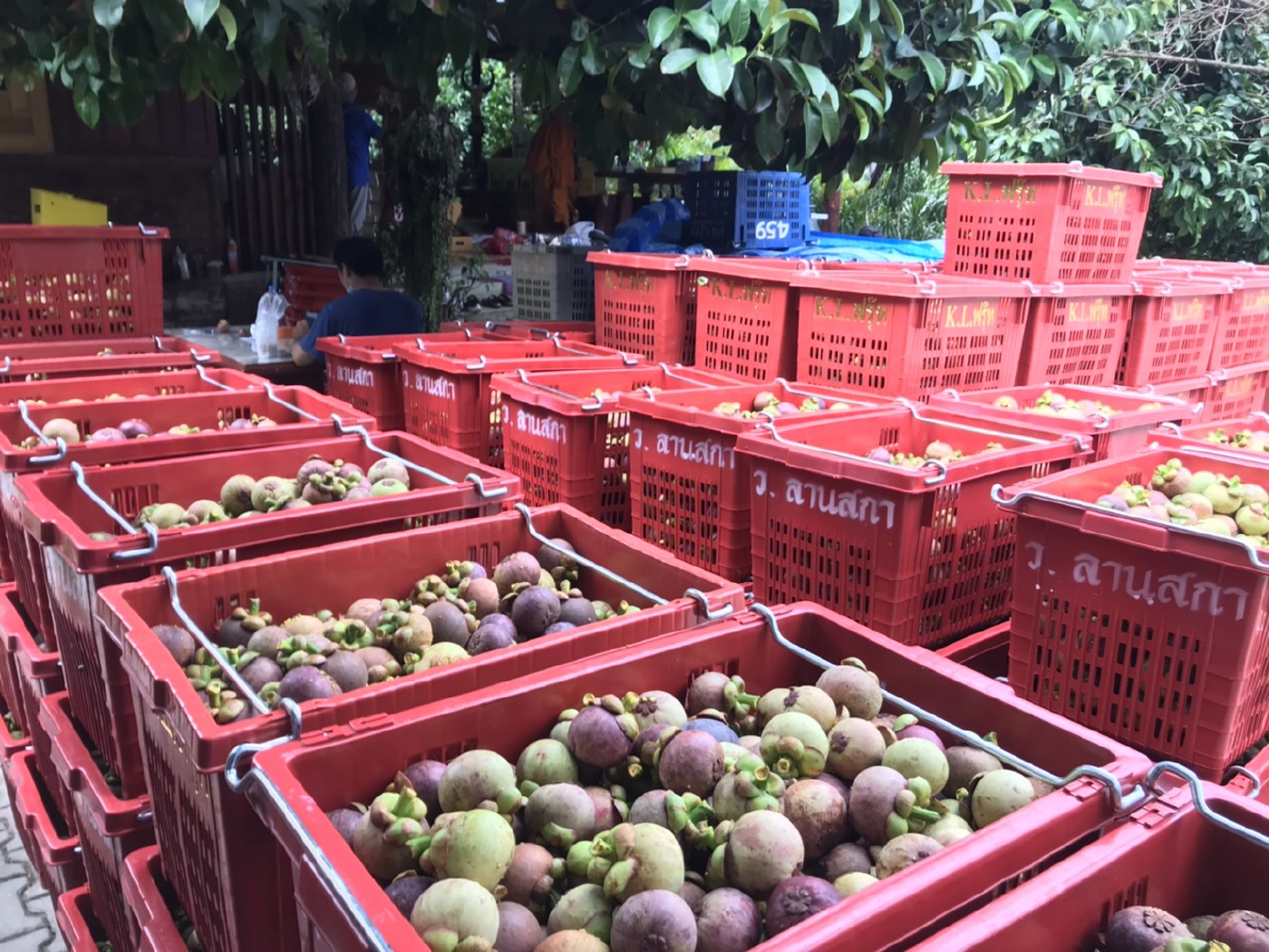 แอน ทองประสม เหมามังคุดเมืองคอนแจกรพ.สนามทั่วกรุงฯ