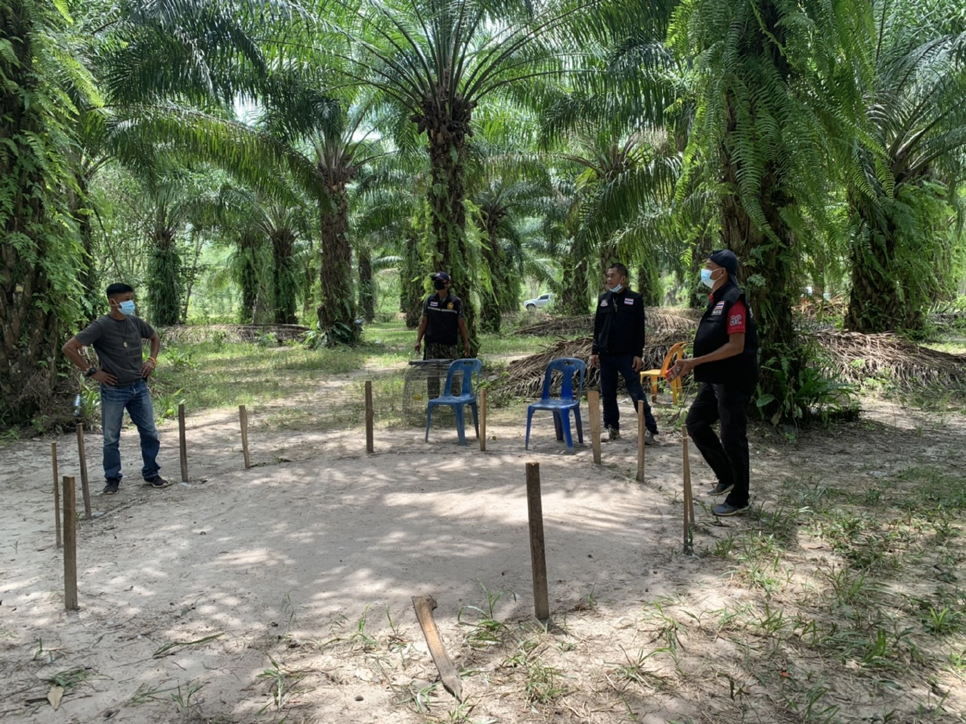 ทะลายบ่อนไก่ชนกลางสวนปาล์ม นักพนันกระเจิงทิ้งซากไก่ดูต่างหน้า