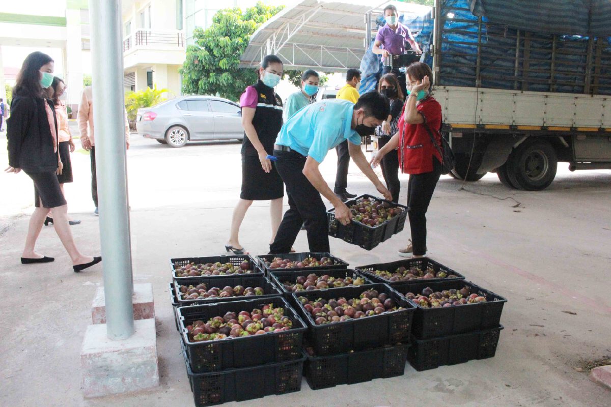 สหกรณ์กาฬสินธุ์ช่วยชาวสวนปักษ์ใต้ขายมังคุด 6 ตัน