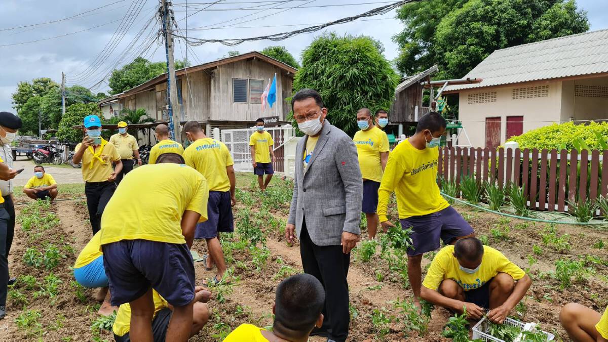 รมว.ยุติธรรมนำร่อง-ปลูก"ฟ้าทะลายโจร"2,000 ต้นป้องกันโควิด