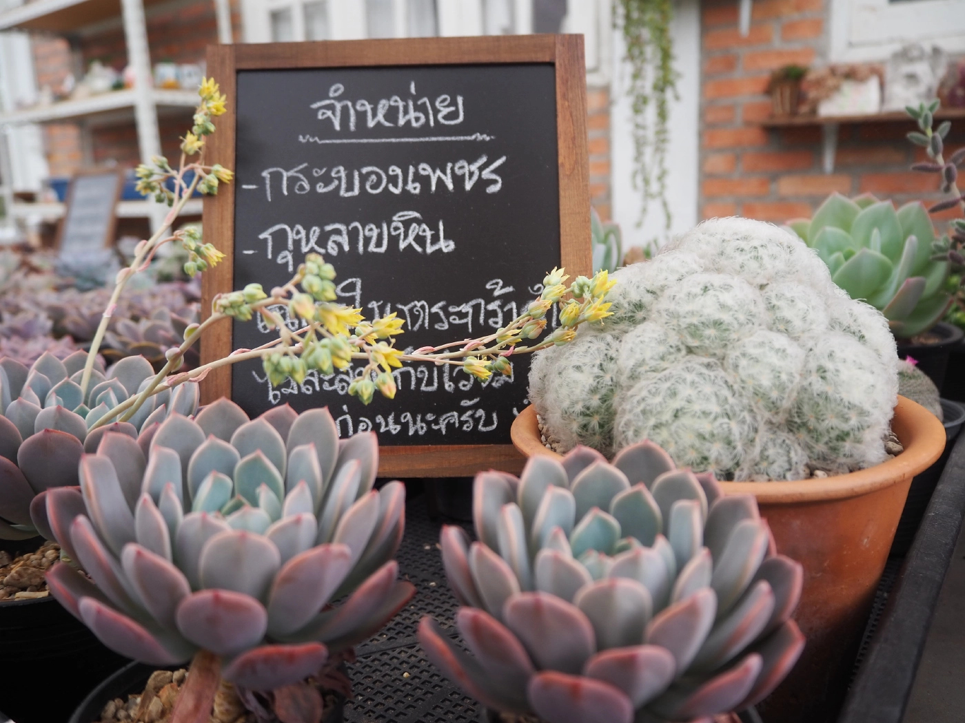 สวนกระแสโควิด!! พาชมร้านกาแฟลับกลางดงแคดตัสย่านแม่โจ้ เชียงใหม่