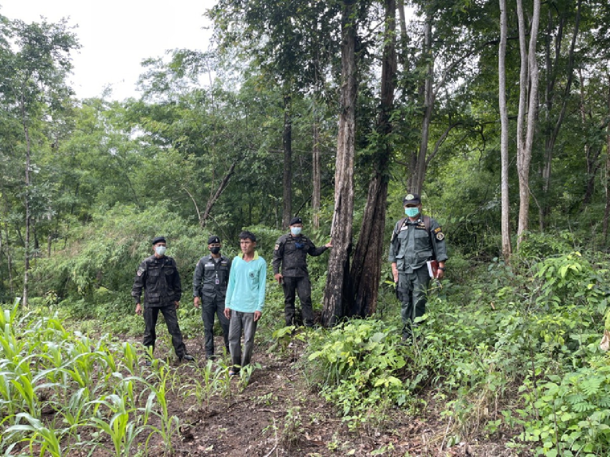 รวบหนุ่มดอยเต่าบุกรุก"ป่าสงวน"แถมปลูกกัญชาซุกในไร่