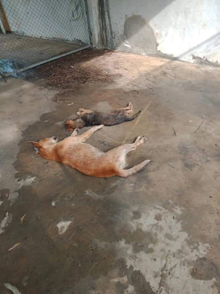 จวกยับ!รับพัดยศเจ้าอาวาส กลัวหมาเพ่นพ่าน จับไปปล่อยบ่อขยะเจ็บตายอื้อ