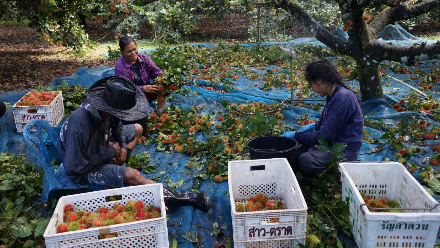 โควิด-19พ่นพิษชาวสวนเงาะนาสารเดือดร้อนหนักผลผลิตสุกคาต้น-ราคาดิ่งเหว