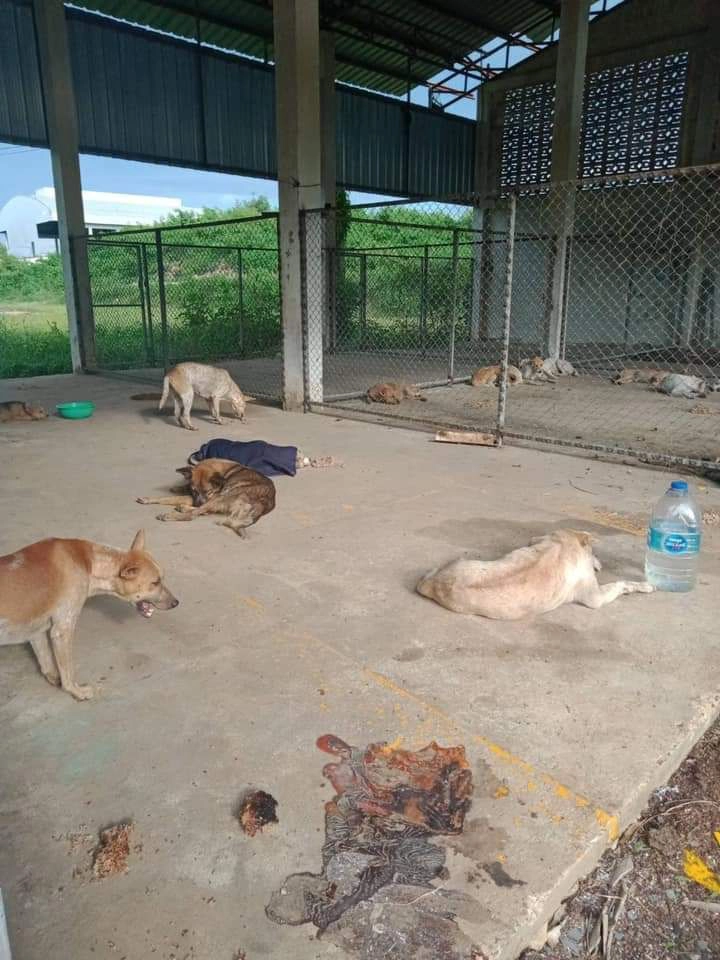 จวกยับ!รับพัดยศเจ้าอาวาส กลัวหมาเพ่นพ่าน จับไปปล่อยบ่อขยะเจ็บตายอื้อ