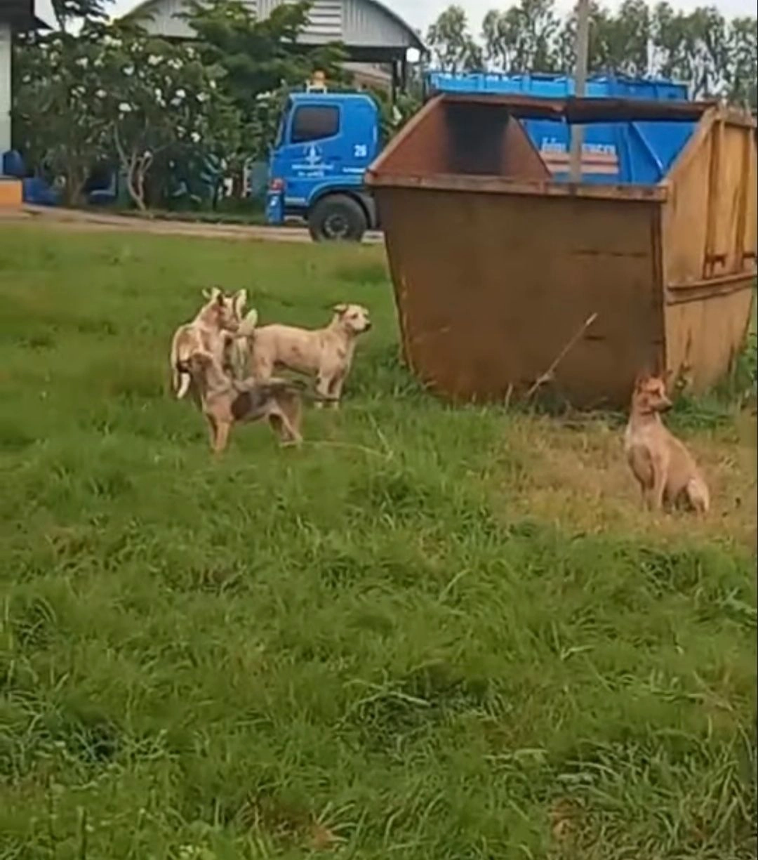 จวกยับ!รับพัดยศเจ้าอาวาส กลัวหมาเพ่นพ่าน จับไปปล่อยบ่อขยะเจ็บตายอื้อ