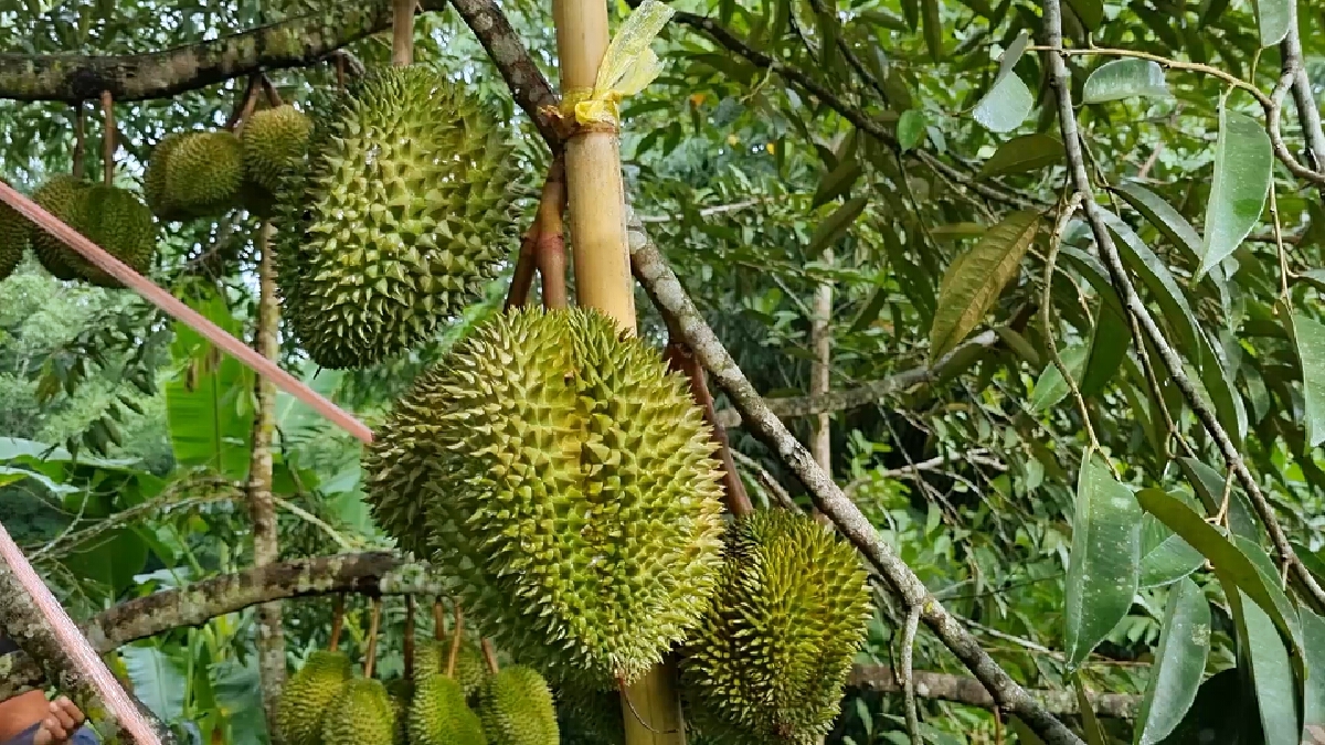 เกษตรกรหัวใส เปิดเพลงสวนทุเรียนไล่กระรอก ตามภูมิปัญญา
