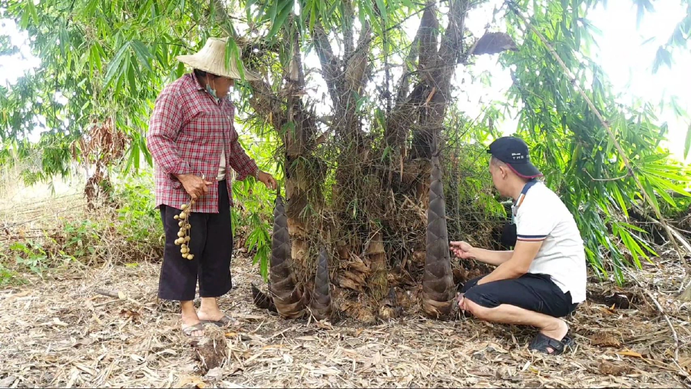 ฮือฮา!หน่อไม้ยักษ์"พันธ์ุไผ่ตงดำ"รสชาติ"หวาน-กรอบ"