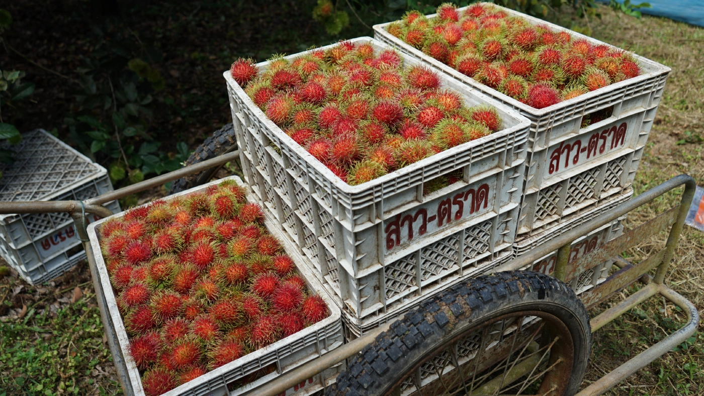 โควิด-19พ่นพิษชาวสวนเงาะนาสารเดือดร้อนหนักผลผลิตสุกคาต้น-ราคาดิ่งเหว