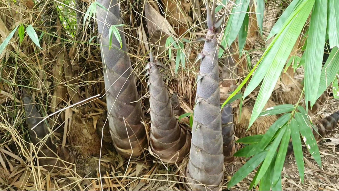 ฮือฮา!หน่อไม้ยักษ์"พันธ์ุไผ่ตงดำ"รสชาติ"หวาน-กรอบ"