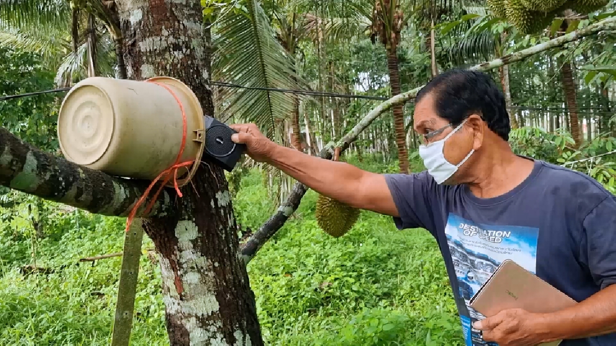 เกษตรกรหัวใส เปิดเพลงสวนทุเรียนไล่กระรอก ตามภูมิปัญญา