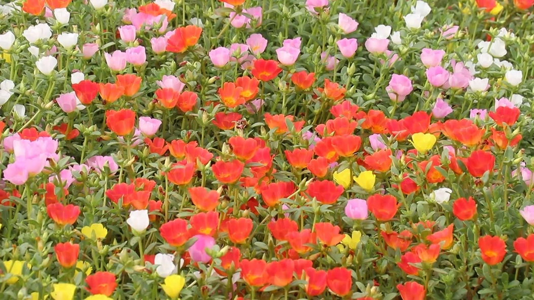 "บานสะพรั่ง"กลางหมู่บ้าน-"ต้นคุณนายตื่นสาย"หลากสีสัน