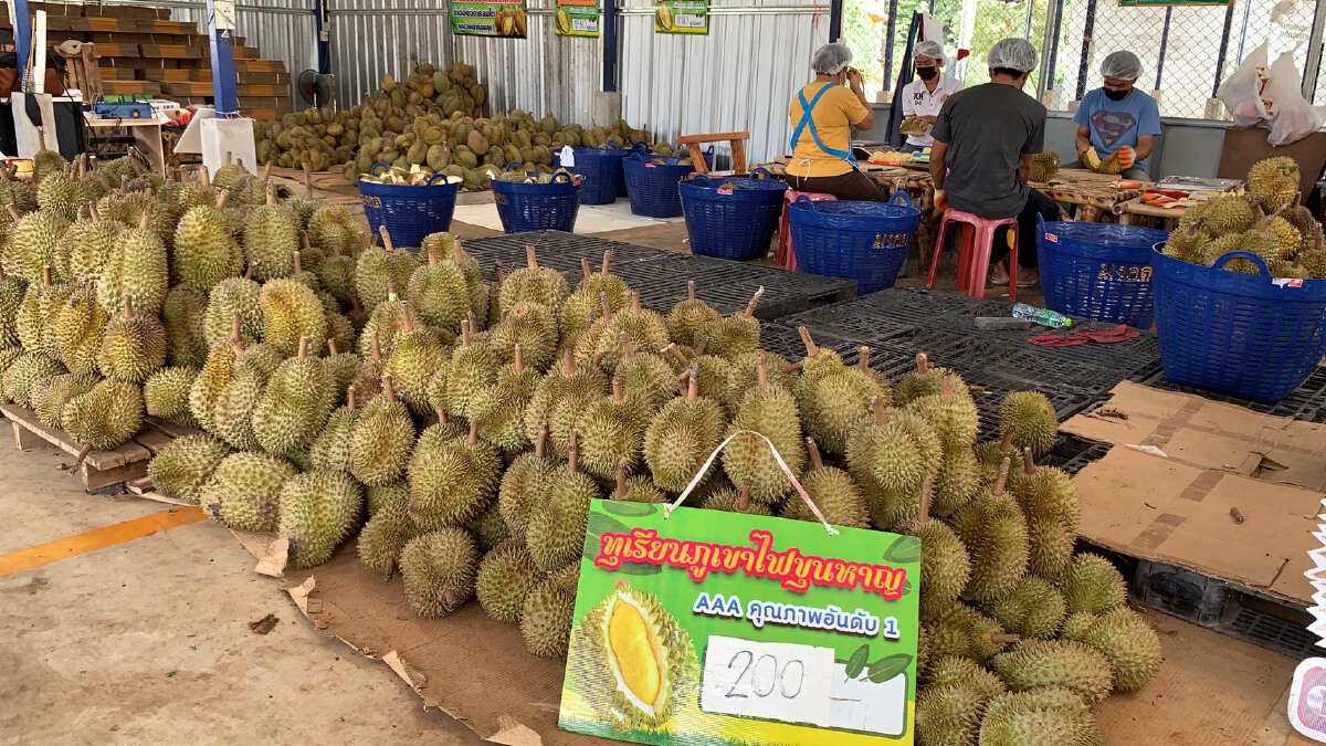 พนักงานขนส่งติดโควิด 19 กระทบทุเรียนภูเขาไฟไม่มีคนสั่งซื้อออนไลน์