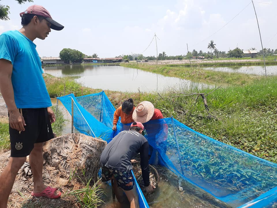 เกษตรกรฝันสลายสัตว์น้ำตายช่วงโควิดผิดเงื่อนไขไม่ได้รับเงินเยียวยา