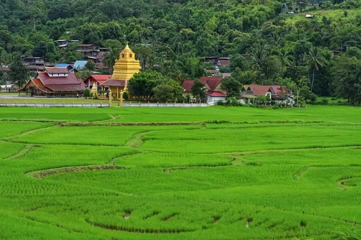 เลยรังสรรค์ “ศิลปะบนนาข้าว” สร้างจุดเช็กอินที่นาแห้ว