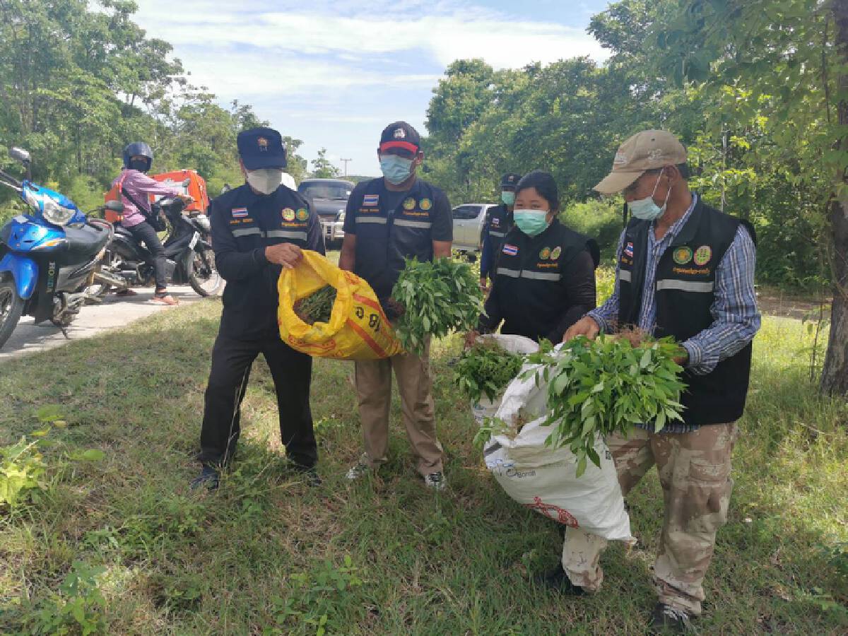 จับปรับผู้ลักลอบถอนต้นฟ้าทะลายโจรกว่า 500 ต้นในป่าเขาอังคาร