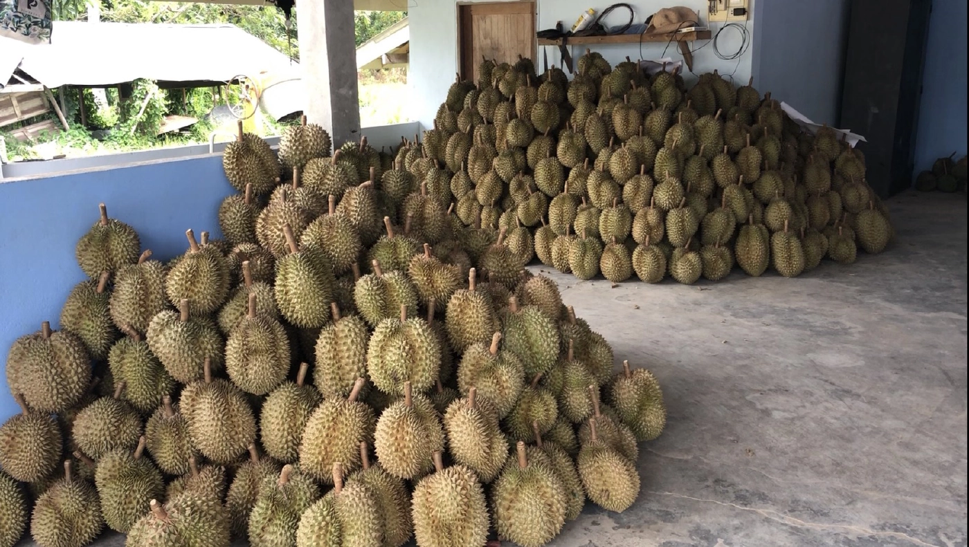ล็อกดาวน์ชายแดนใต้ฉุดราคา"ทุเรียน-มังคุด"