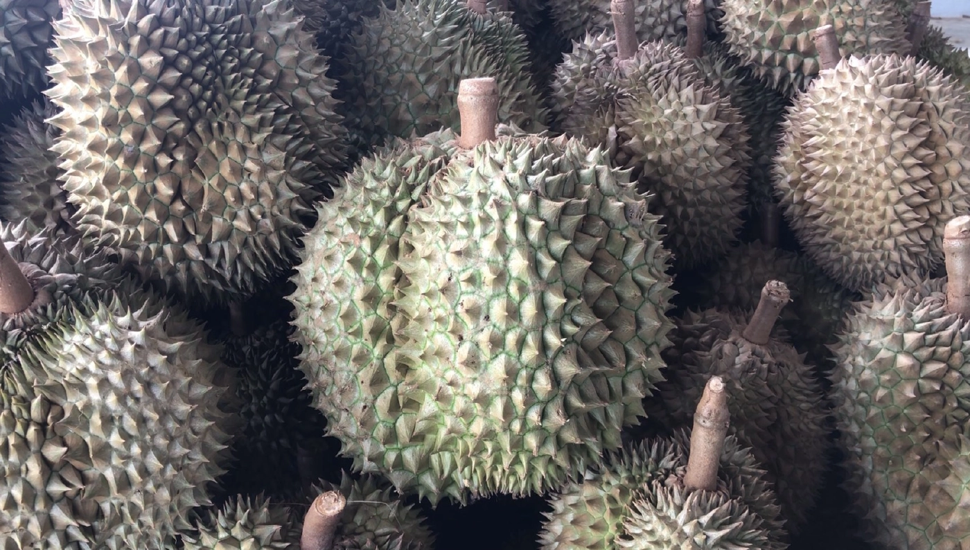 ล็อกดาวน์ชายแดนใต้ฉุดราคา"ทุเรียน-มังคุด"