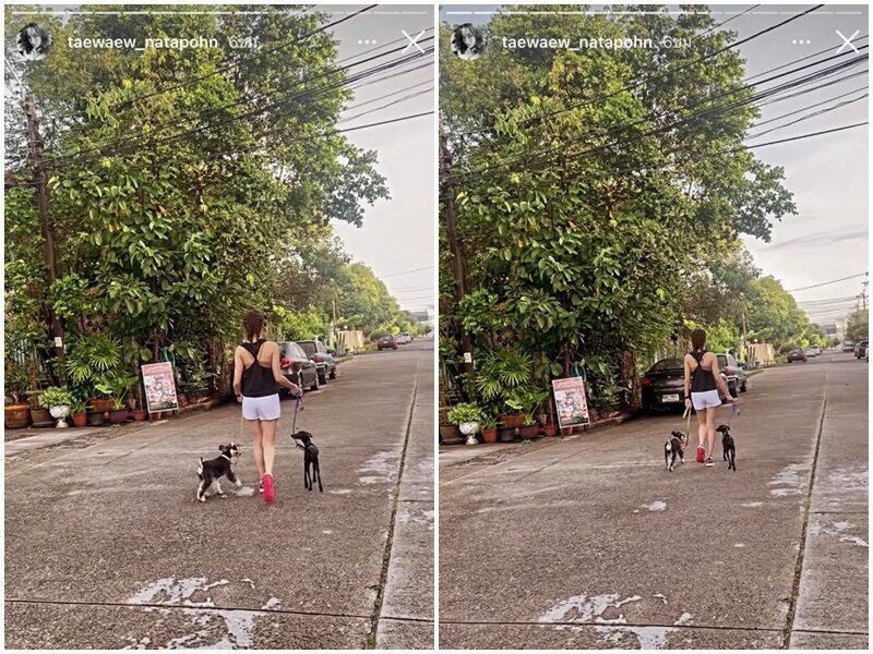 ดราม่า "แต้ว" โผล่ขอโทษโซเชียลปม "กักตัวทิพย์" พาหมาจูงเล่นหน้าบ้าน