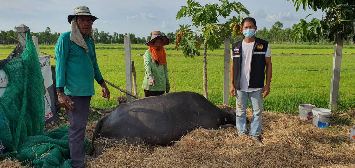 ร่ำไห้ใจแทบขาด แสนเสียดายควายแม่พันธุ์ป่วยลัมปีสกิน 7 วันล้มตาย