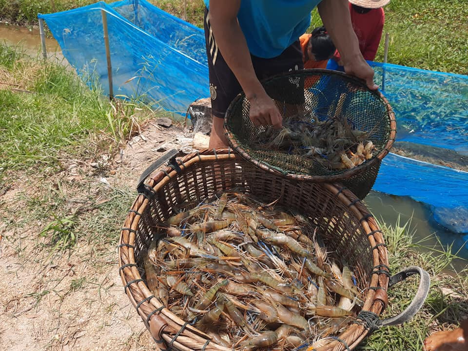 เกษตรกรฝันสลายสัตว์น้ำตายช่วงโควิดผิดเงื่อนไขไม่ได้รับเงินเยียวยา