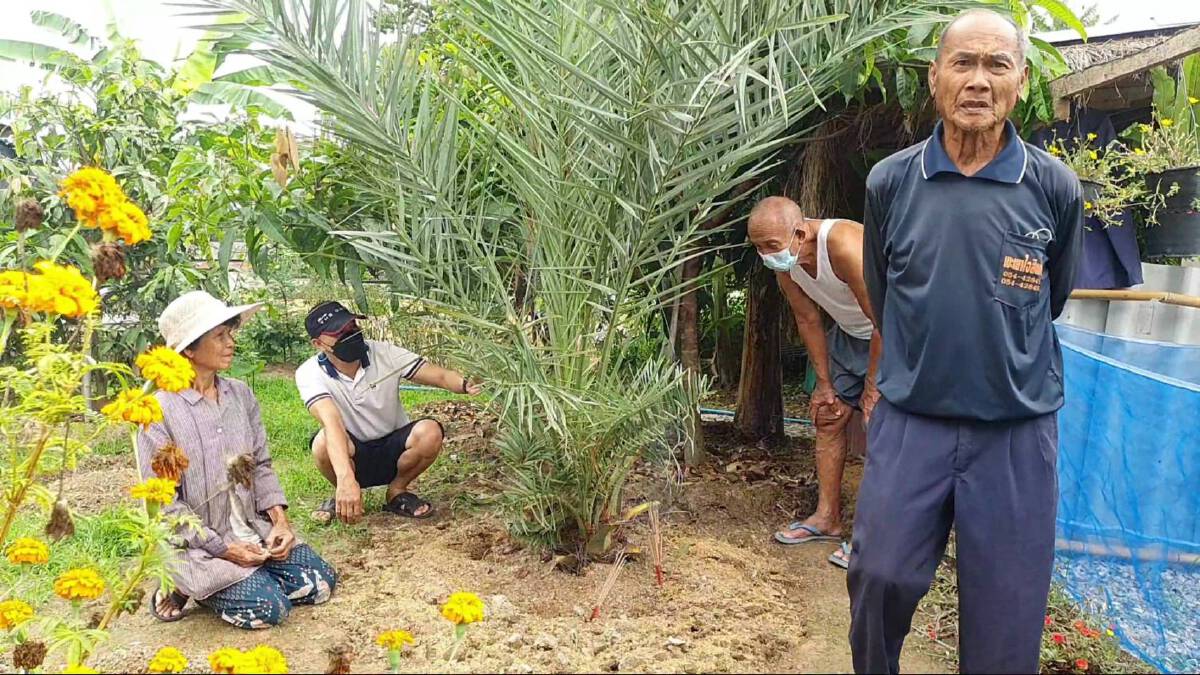 ชาวพะเยาแห่กราบไหว้-ขอโชคลาภ"เศียรพญานาค"โผล่ต้น“อินทผลัม”