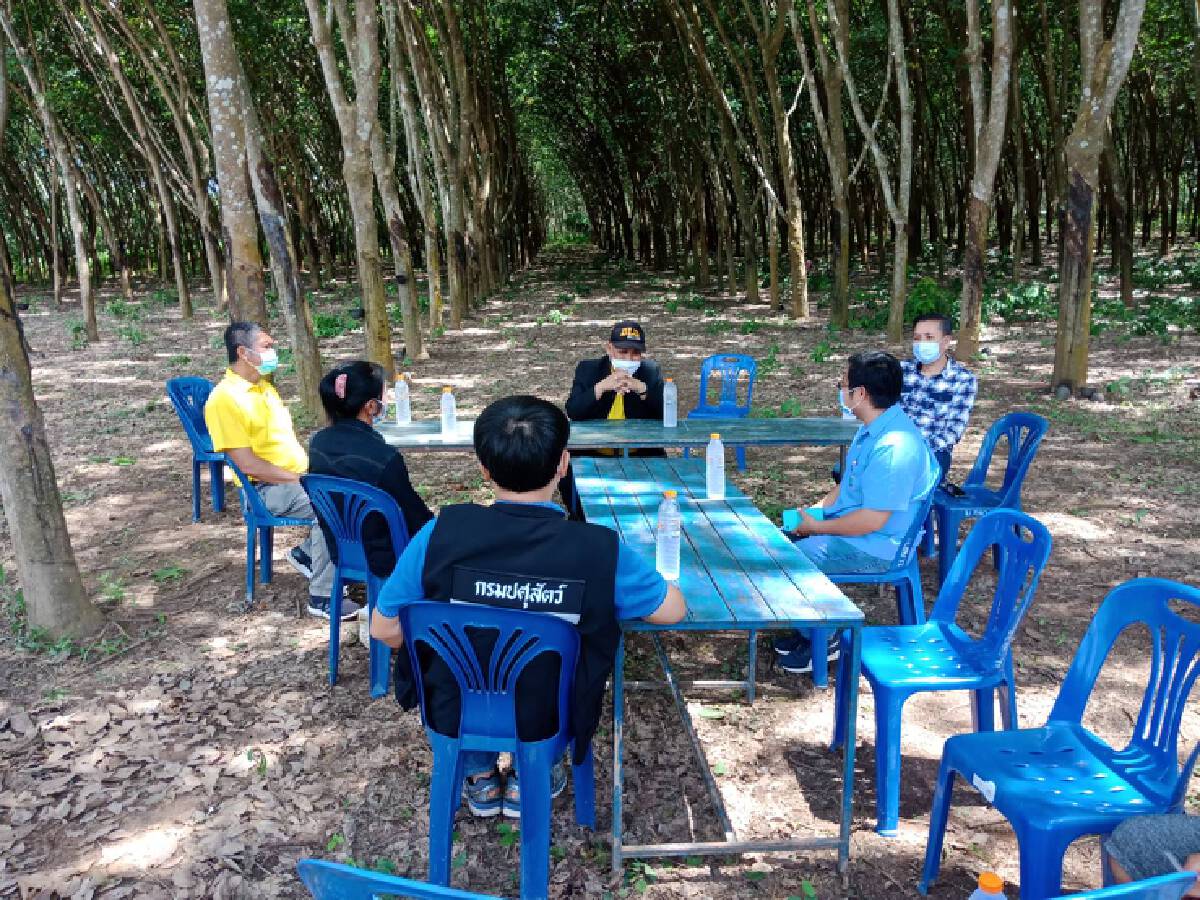 ปศุสัตว์เลยเฝ้าระวังโรคอหิวาต์แอฟริกาในสุกร เข้มงวดเข้า-ออกฟาร์ม