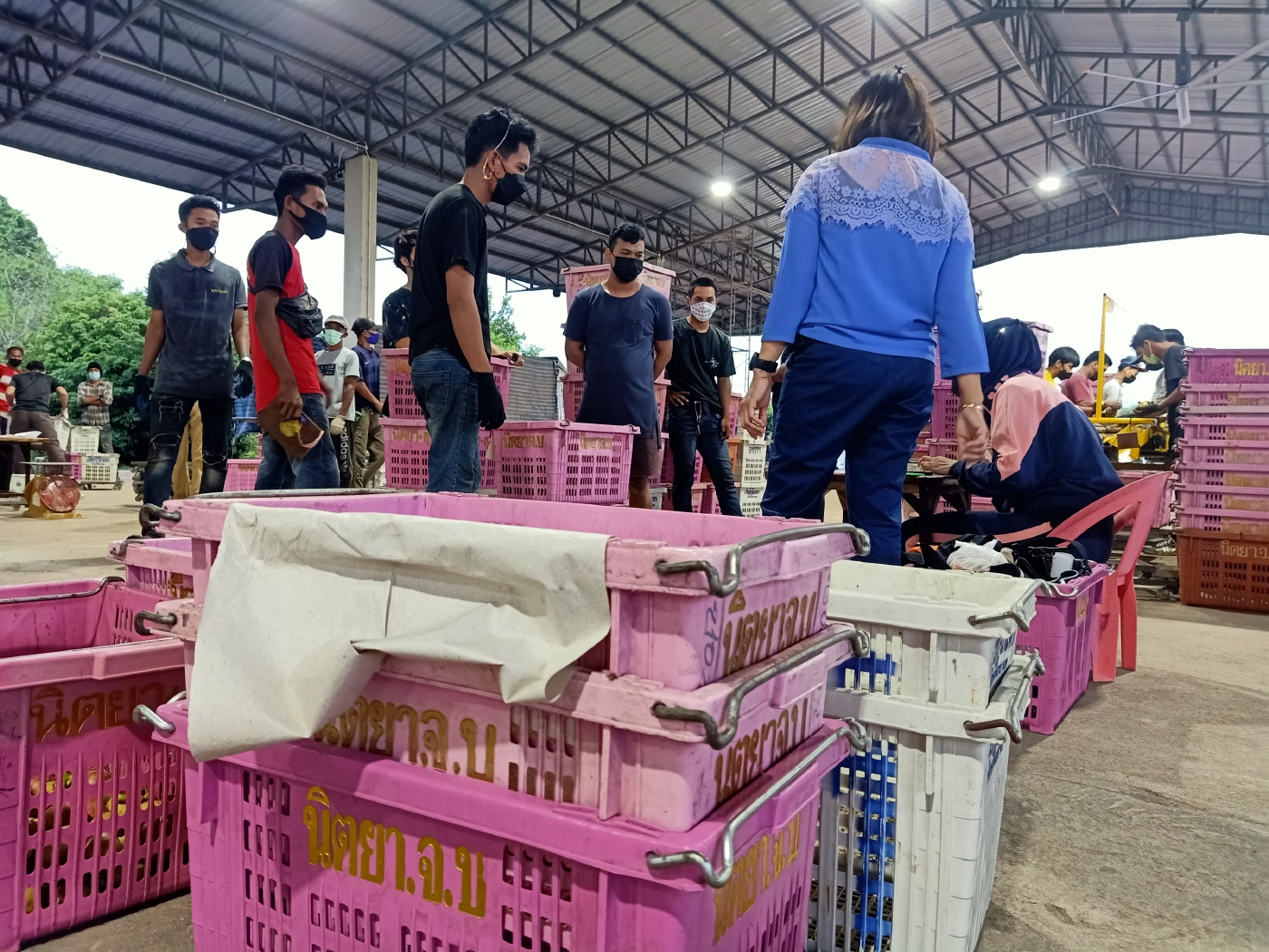 นราธิวาสเปิดศูนย์ฯผลไม้ชายแดนใต้คัดเกรดส่งขายห้างฯดังพื้นที่ล็อกดาวน์