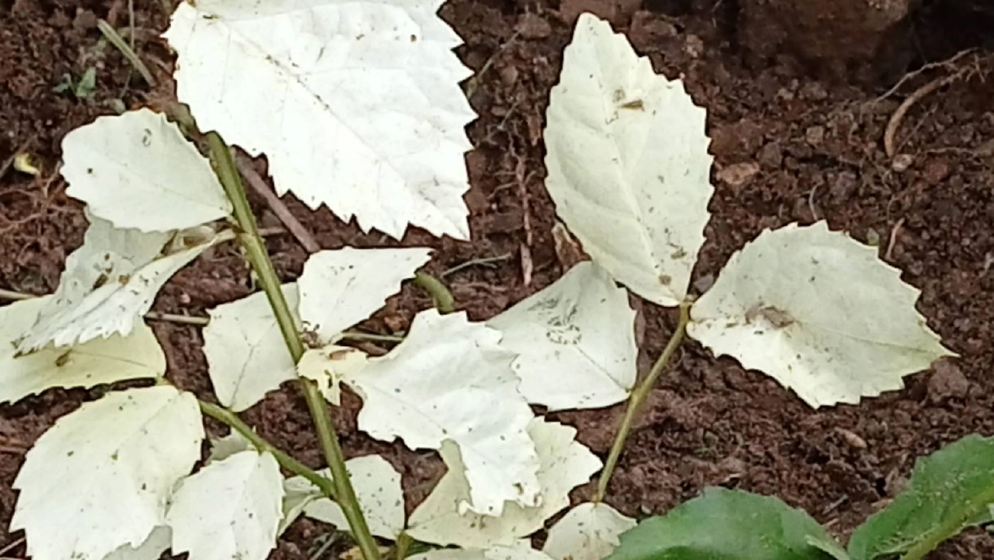 ฮือฮา...พบต้นข่อยใบสีขาว เจ้าของเชื่อจะนำโชคลาภมาให้