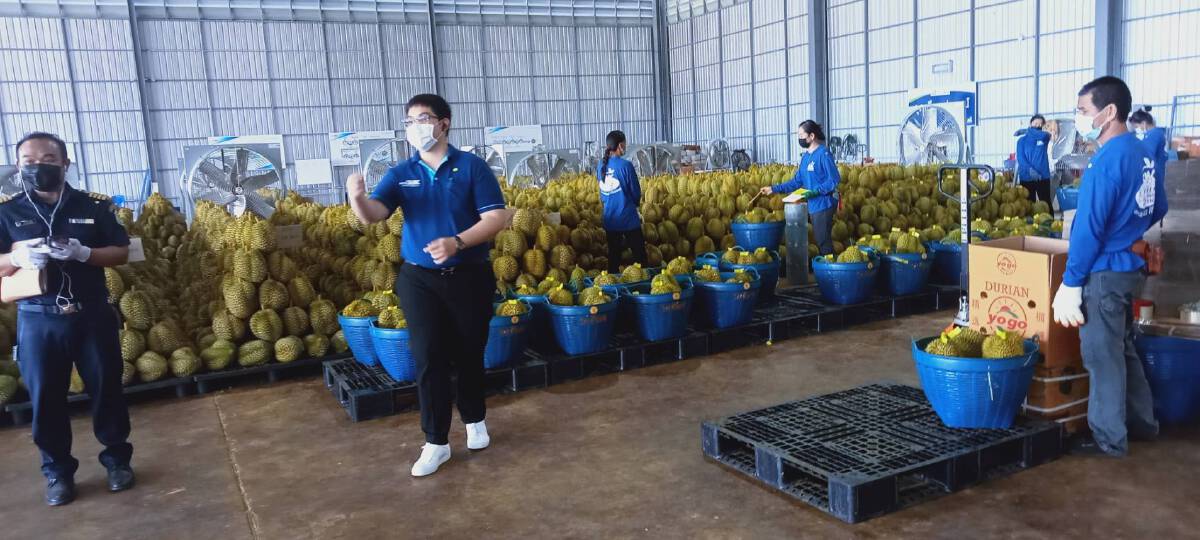 จีนขอสุ่มตรวจทุเรียนไทย ย้ำความมั่นใจปลอดภัยไร้โควิด