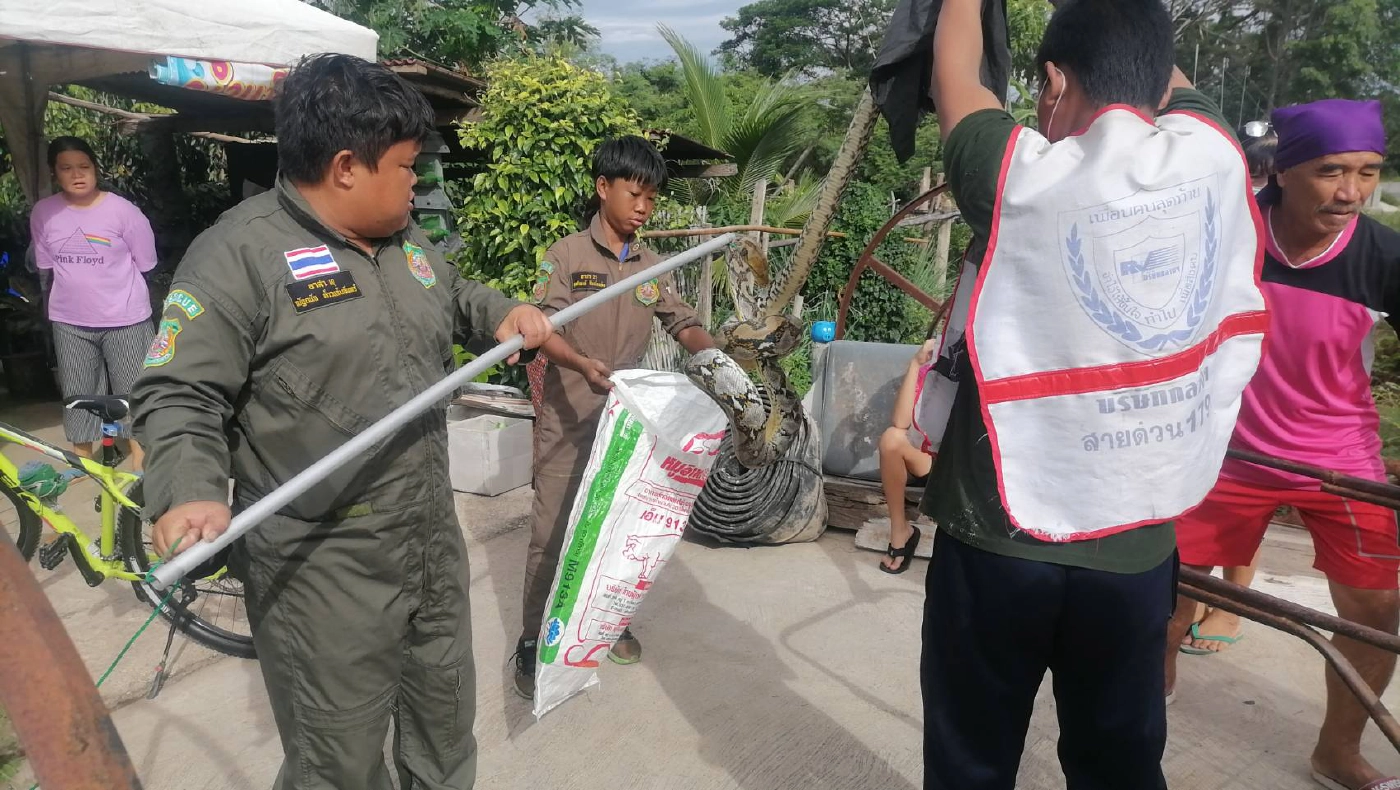 กู้ภัยอัมรินทร์ลำปางช่วยชีวิตงูเหลือมติดตาข่ายดักปลา