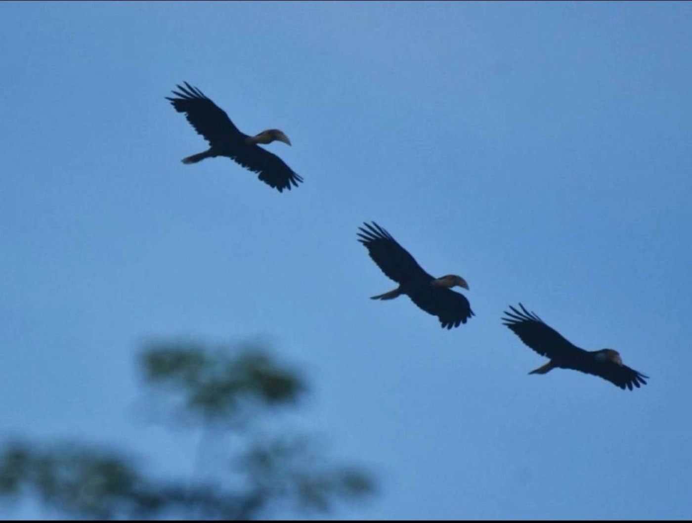 ผู้นำชุมชนพื้นที่ดูแล "นกเงือกกรามช้าง" หวังเป็นที่อาศัยถาวร