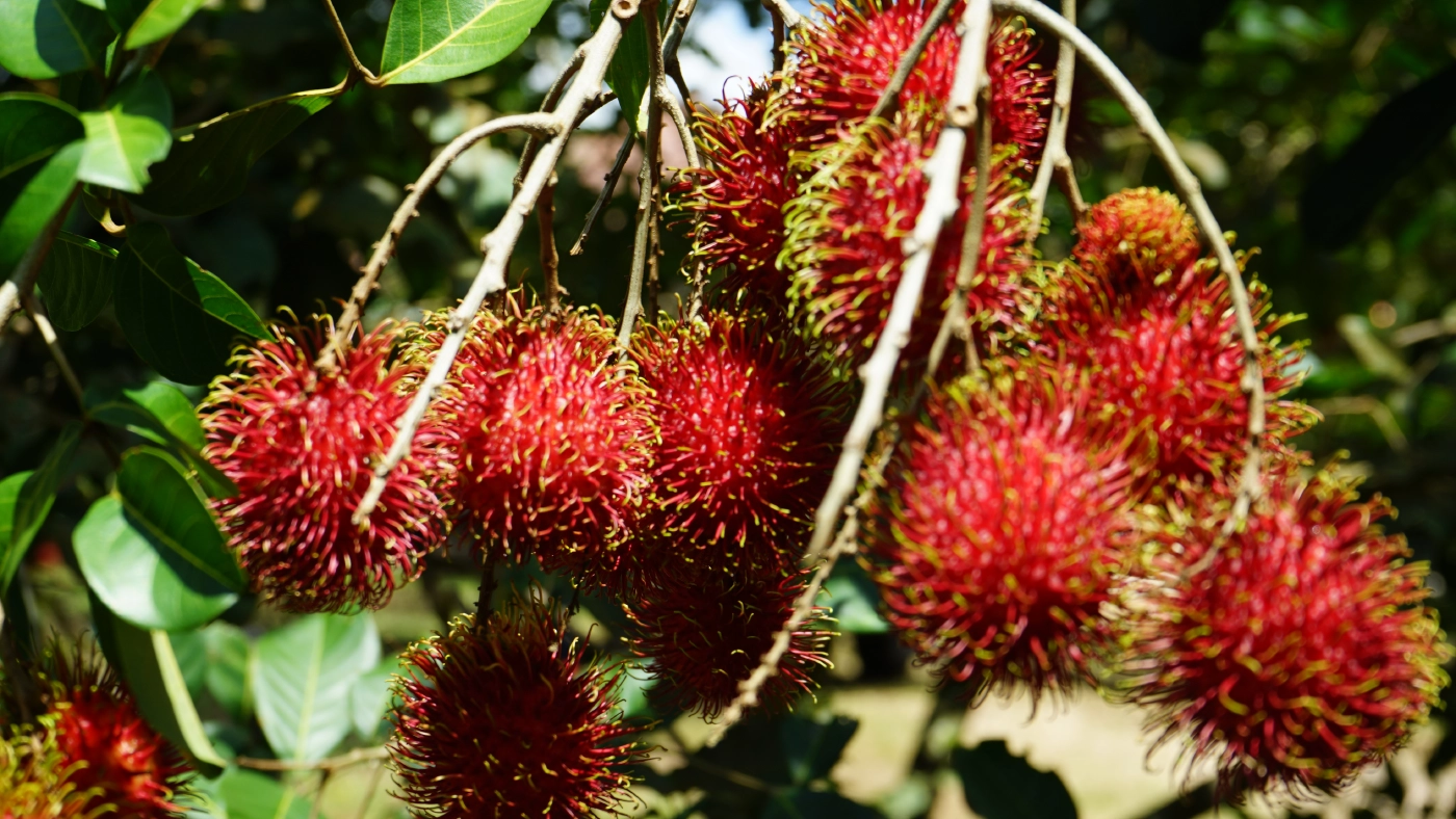 โควิด-19พ่นพิษชาวสวนเงาะนาสารเดือดร้อนหนักผลผลิตสุกคาต้น-ราคาดิ่งเหว