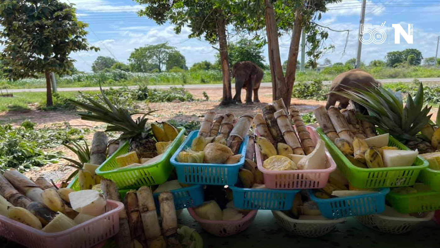 ผุดไอเดียเปิดแสดงไลฟ์ผ่านยูทูป ขายผลไม้ออนไลน์หารายได้เลี้ยงช้าง