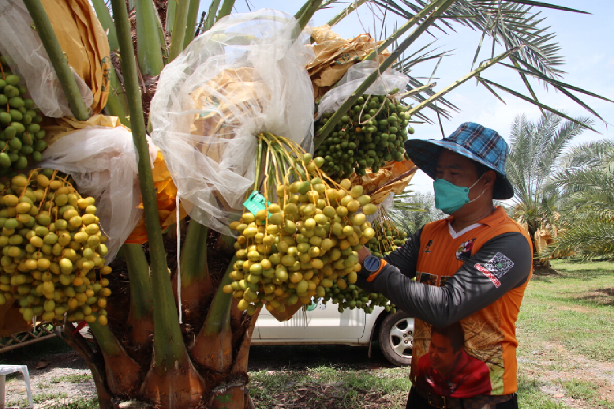 เปิดไร่"อินทผลัม" แลนด์มาร์คใหม่ท่องเที่ยวเชิงเกษตร