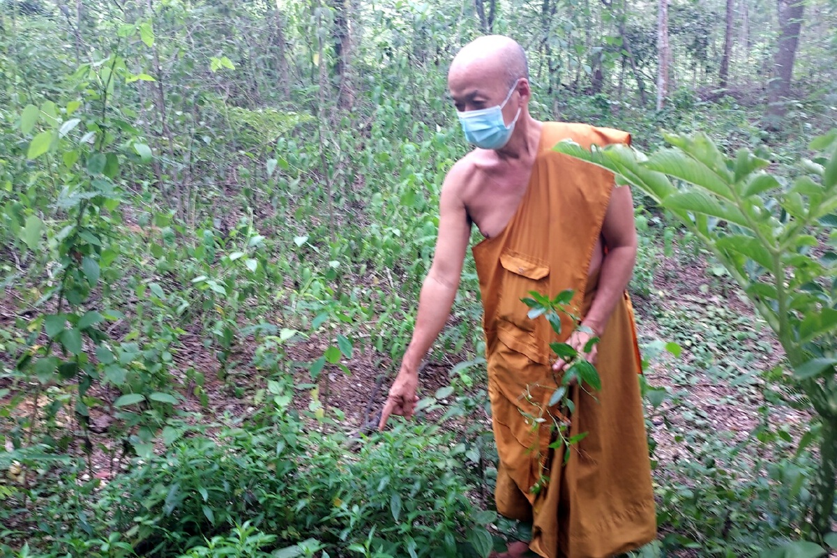 เจ้าอาวาสวัดติสสฯแจกฟรีต้นฟ้าทะลายโจรสุมนไพรต้านโควิด