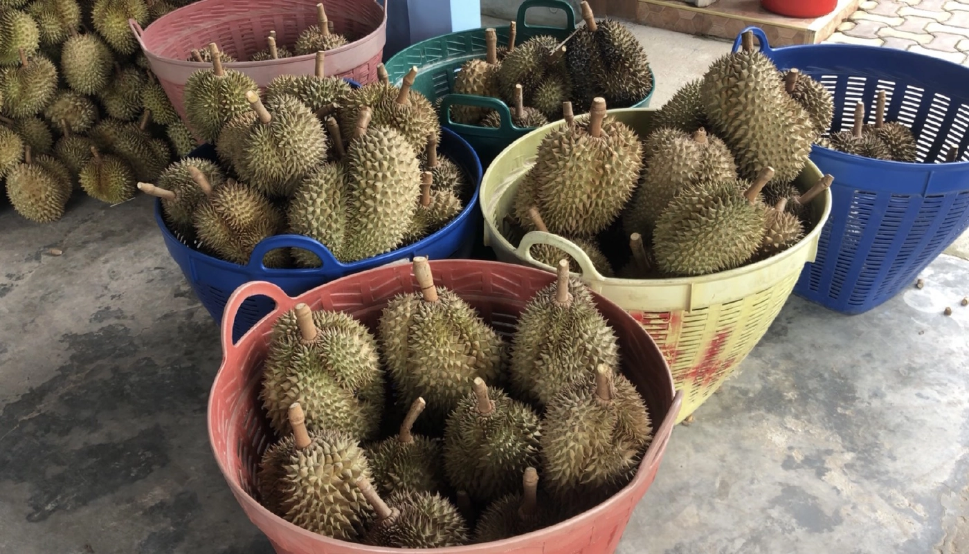 ล็อกดาวน์ชายแดนใต้ฉุดราคา"ทุเรียน-มังคุด"