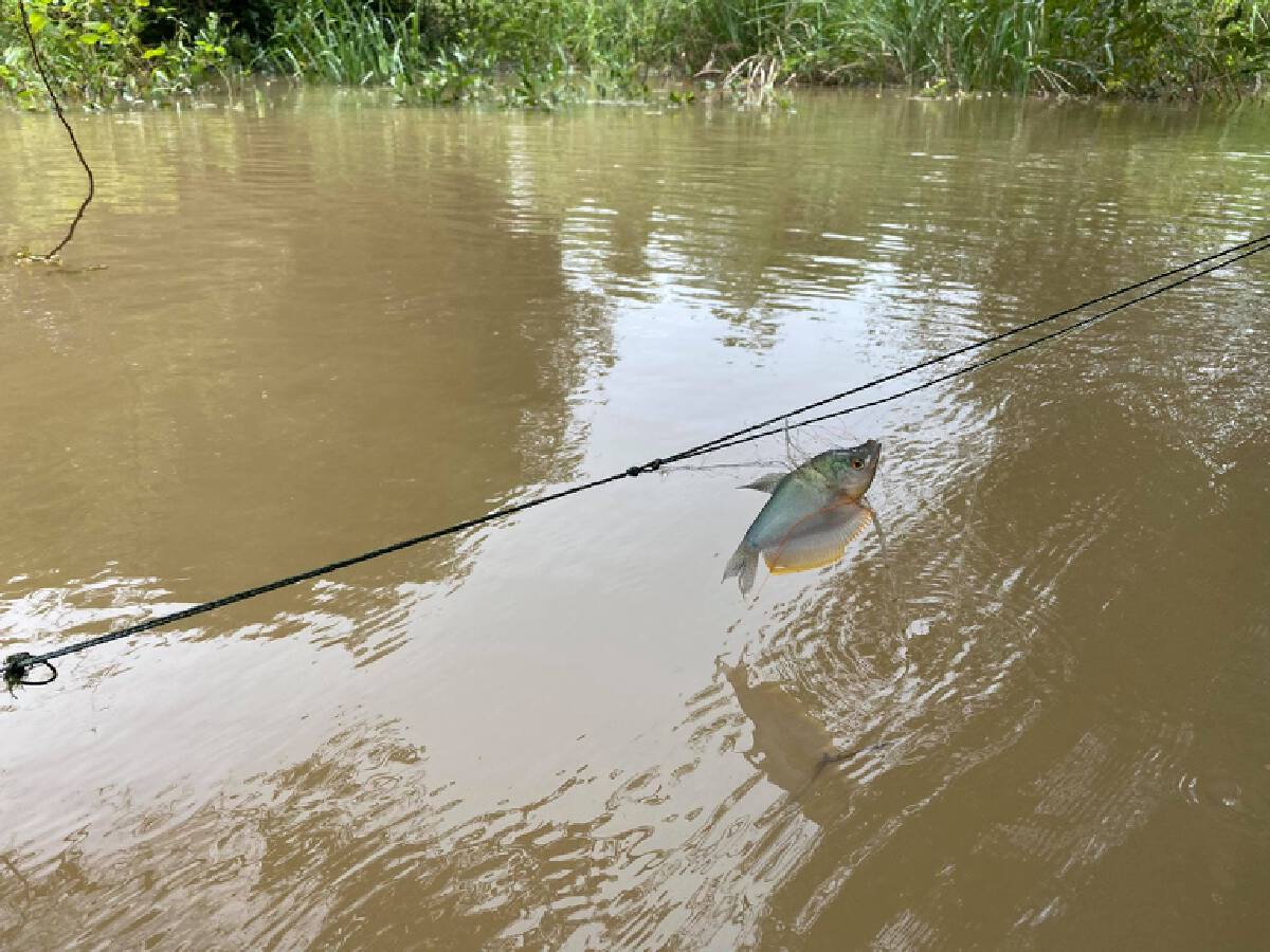 จี้จีนปล่อย"น้ำโขง"หวังอนุรักษ์ป่าชุ่มน้ำบ้านบุญเรือง