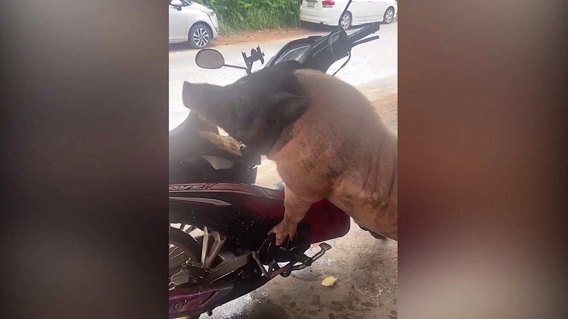 ขังแล้ว! “หมูคลั่งในตำนาน” หลังกัดเบาะรถ จยย.ชาวบ้าน