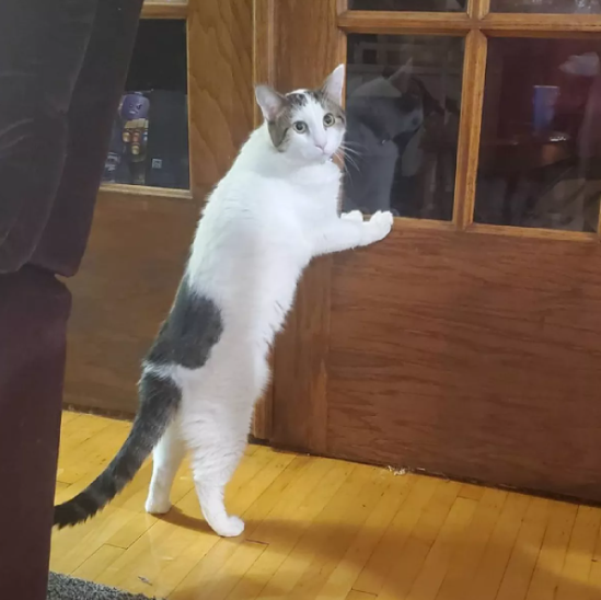 ทาสแมวใจละลาย! เปิดตัวจริงเจ้าเหมียวเกม POPCAT น่าฟัดสุด ๆ