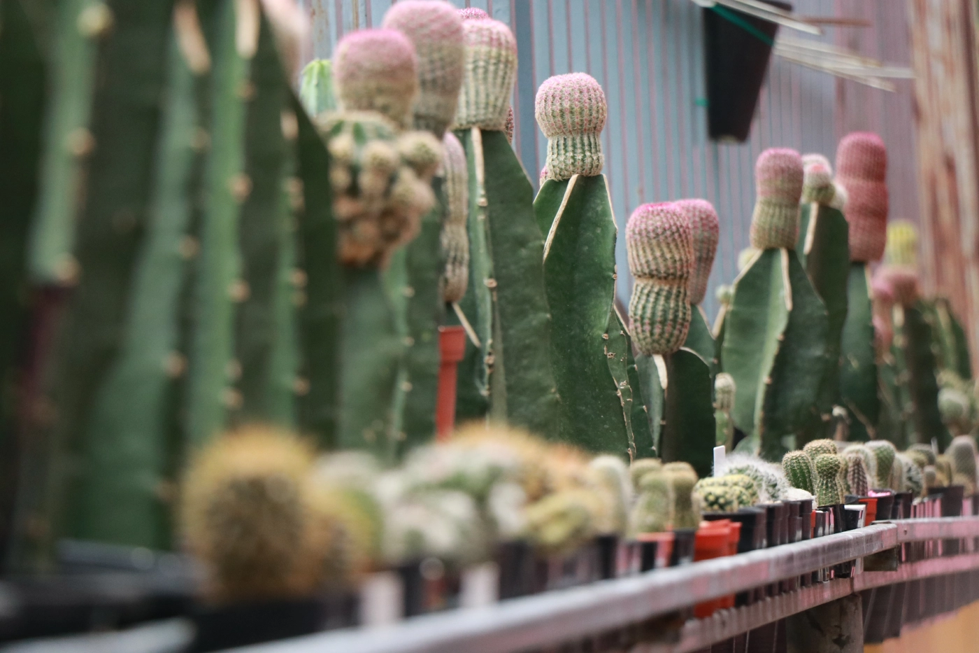 "FM คาเฟ่"เอาใจคนรัก"โมเดล -ฟิกเกอร์"