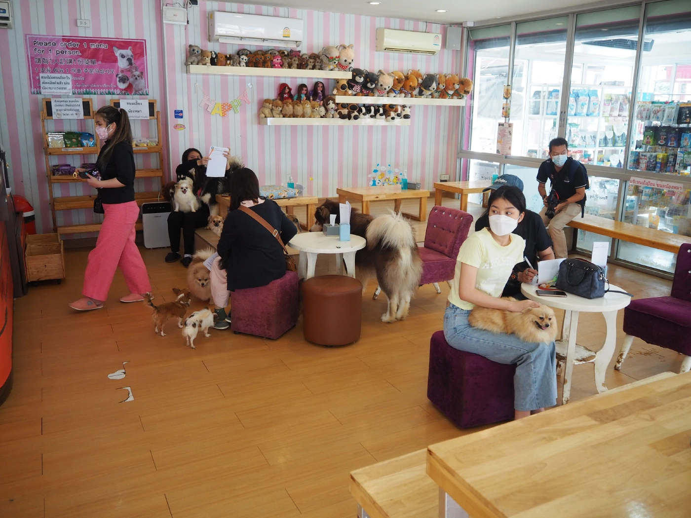 คาเฟ่หมาเชียงใหม่ ประกาศหาบ้านใหม่ให้น้องหมา